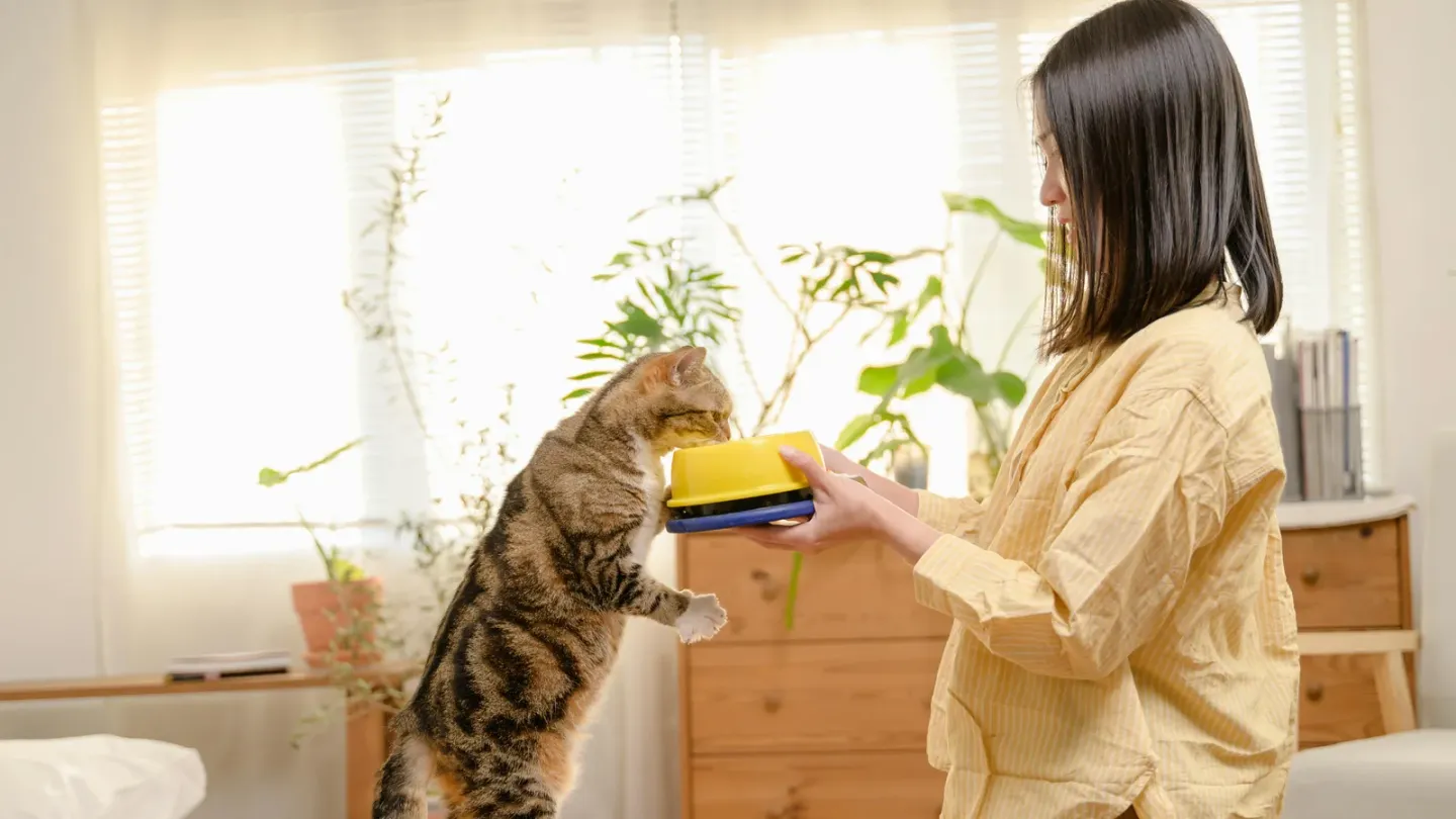 愛猫のごはん選びで迷ったら。気になるキャットフード2つを比べてみました