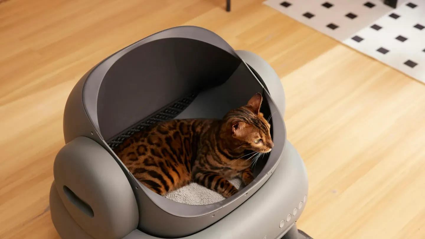 猫砂の種類と選び方。鉱物・木・紙・おから系4タイプを比較します