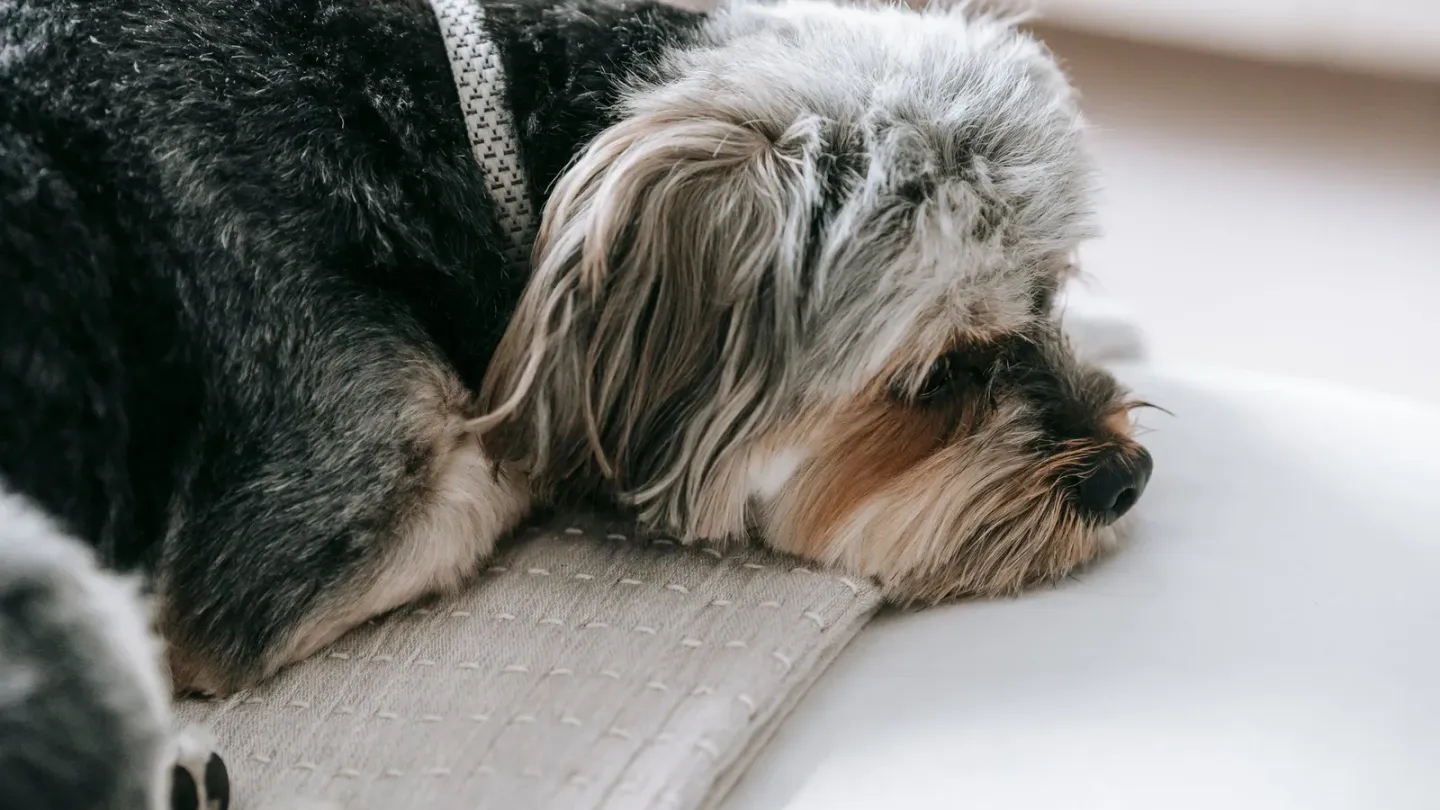 共働きでも犬は飼える？留守番の工夫と見守り対策