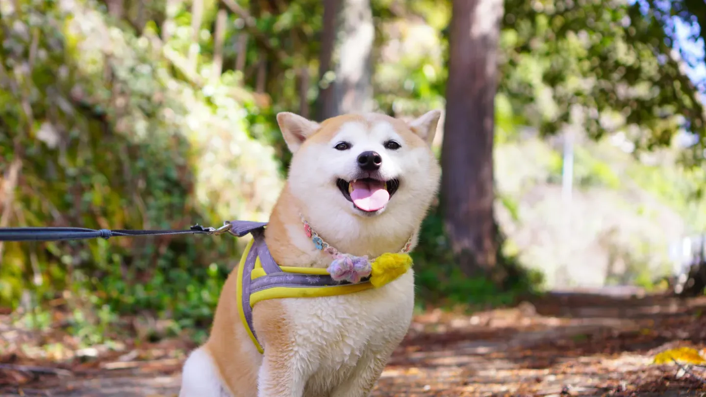 愛犬との日常がもっと楽しくなる。実際に使ってみて良かったグッズ4選