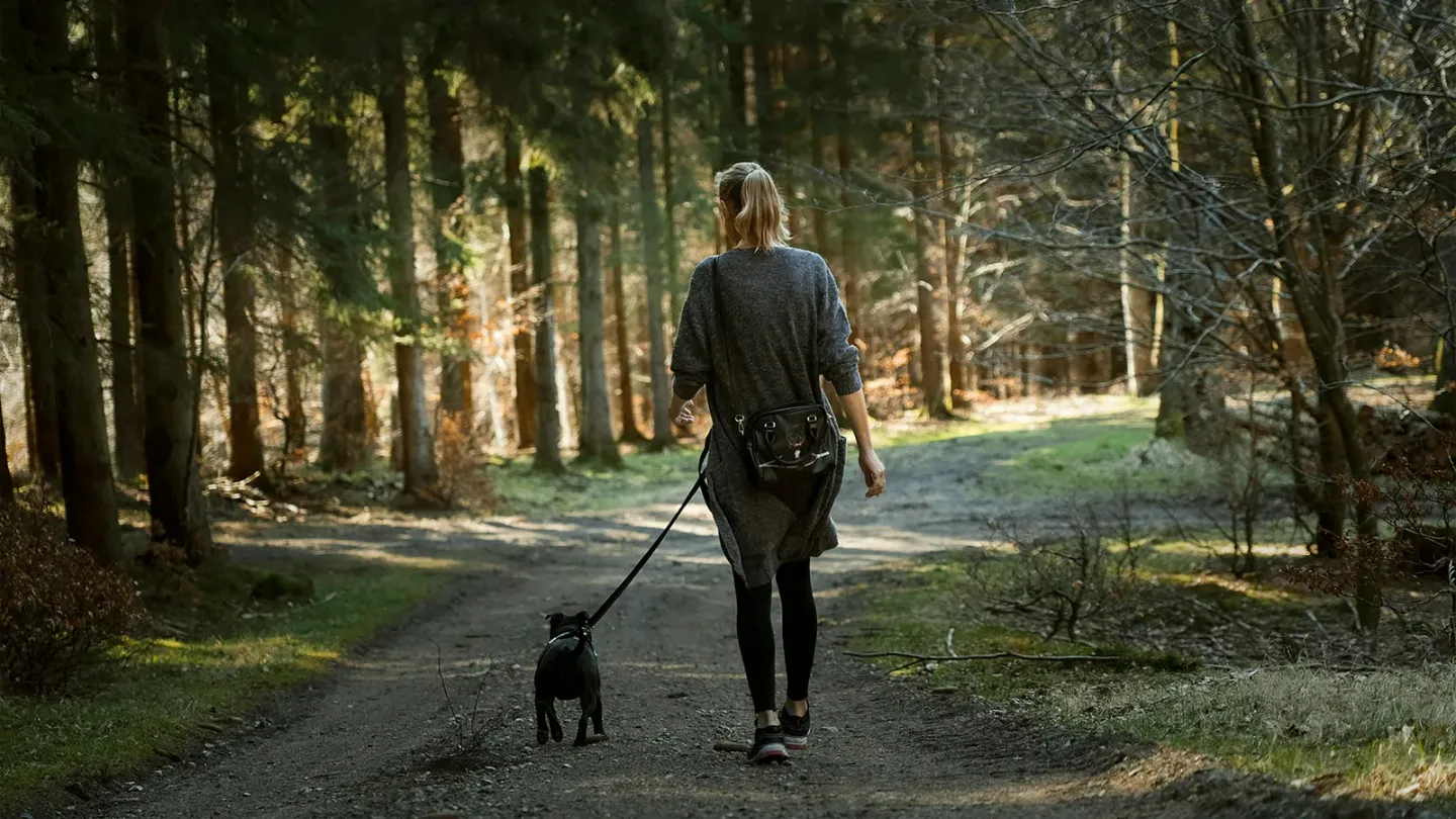 散歩が楽しくなる犬用グッズ。リードとハーネスの選び方まとめ