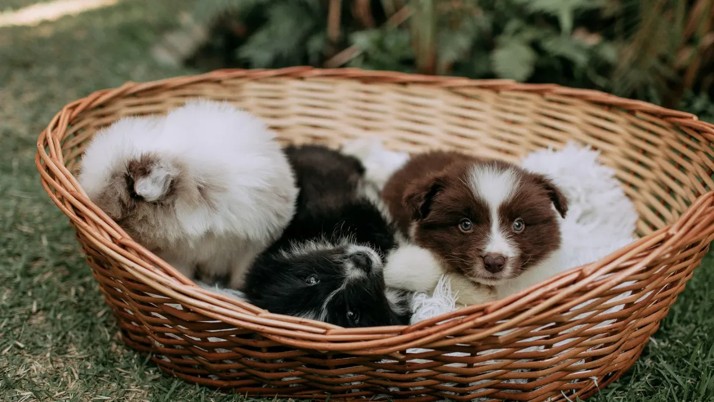 子犬を迎える前に揃えたいもの。最初の1週間に本当に必要なグッズ