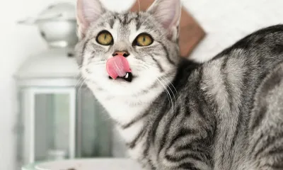 失敗しないキャットフードの選び方｜初心者向けの基準
