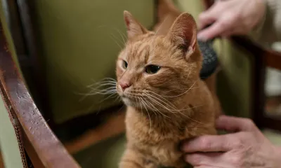 猫のブラッシングに使えるグッズ選び。抜け毛対策と毛玉予防のコツ