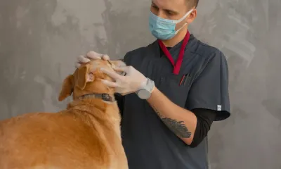 愛犬の歯磨きを習慣にするグッズ選び。歯ブラシとジェルのポイント