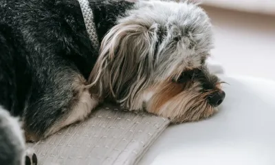 共働きでも犬は飼える？留守番の工夫と見守り対策