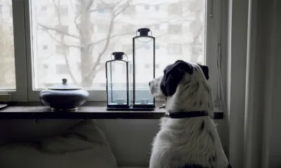 犬の留守番は何時間まで？年齢別の目安と注意点