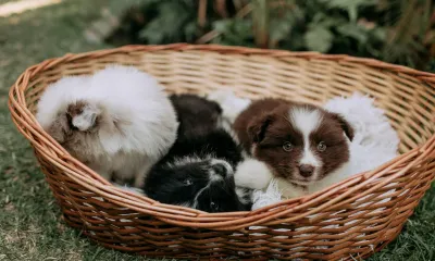 子犬を迎える前に揃えたいもの。最初の1週間に本当に必要なグッズ