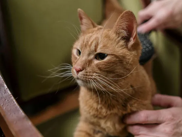 猫のブラッシングに使えるグッズ選び。抜け毛対策と毛玉予防のコツ