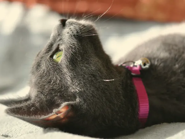猫を初めて迎えるときに揃えるもの。本当に必要なグッズだけを紹介