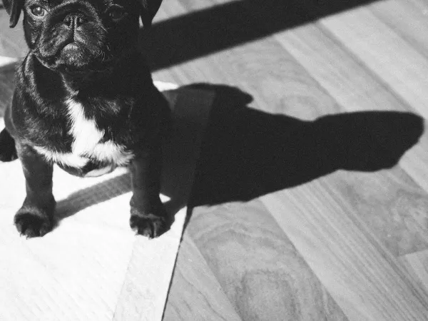 犬のトイレシートの選び方。レギュラー・ワイド・超薄型など違いを比較