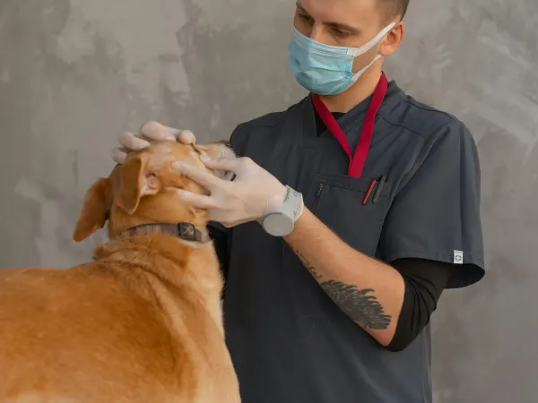 愛犬の歯磨きを習慣にするグッズ選び。歯ブラシとジェルのポイント