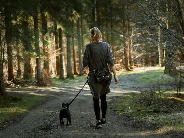 散歩が楽しくなる犬用グッズ。リードとハーネスの選び方まとめ